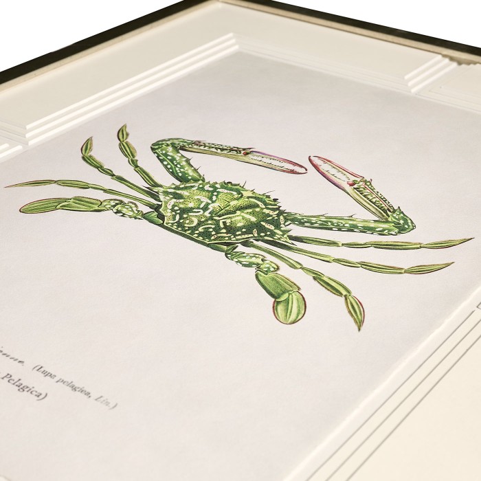 Vintage Marine Animals - Set of 4